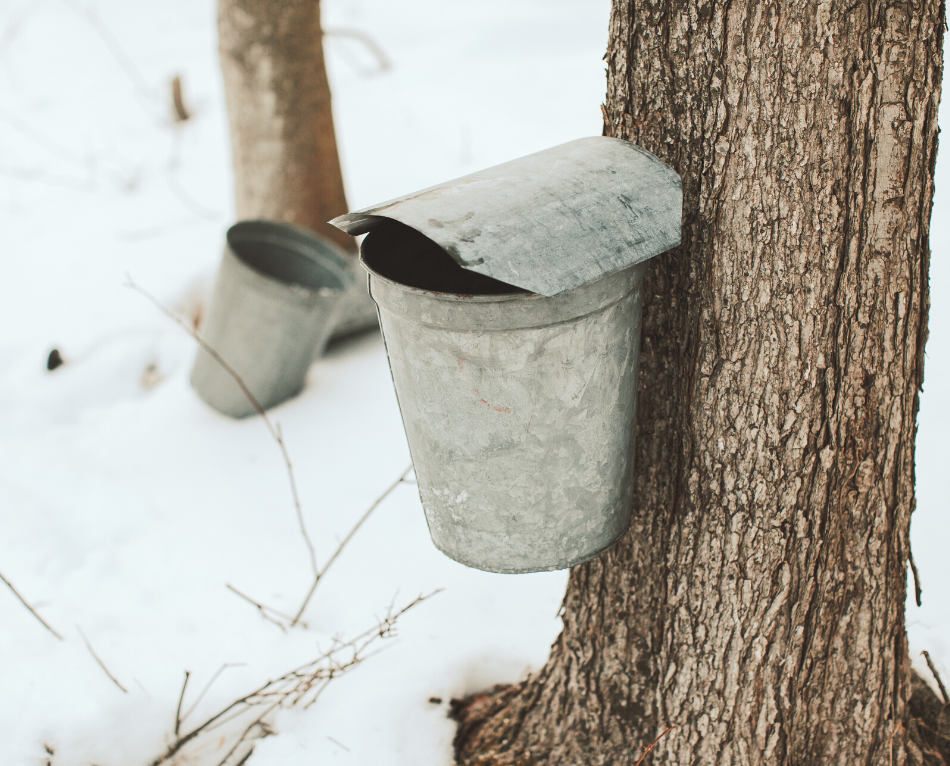 Making Maple Syrup with Finding Home Farms