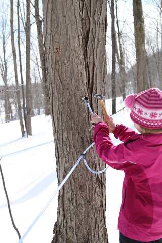 Making Maple Syrup &ndash; Tapping The Trees